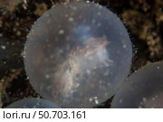 Flamboyant cuttlefish embryos on the sea floor in Lembeh Strait, Indonesia. Стоковое фото, фотограф Ethan Daniels/Stocktrek Images / ТАСС / Фотобанк Лори