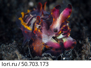 A colorful flamboyant cuttlefish crawls across the sandy seafloor. Стоковое фото, фотограф Ethan Daniels/Stocktrek Images / ТАСС / Фотобанк Лори