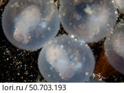 Flamboyant cuttlefish embryos on the sea floor in Lembeh Strait, Indonesia. Стоковое фото, фотограф Ethan Daniels/Stocktrek Images / ТАСС / Фотобанк Лори