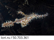 An ornate ghost pipefish, Solenostomus paradoxus, hovers near a hydroid. Стоковое фото, фотограф Ethan Daniels/Stocktrek Images / ТАСС / Фотобанк Лори