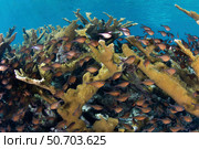 Glassy sweepers hover below a colony of elkhorn coral growing on Turneffe Atoll. Стоковое фото, фотограф Ethan Daniels/Stocktrek Images / ТАСС / Фотобанк Лори