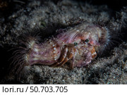 A Dardanus pedunculatus hermit crab crawls over the seafloor. Стоковое фото, фотограф Ethan Daniels/Stocktrek Images / ТАСС / Фотобанк Лори