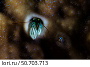 A tiny striped coral hermit crab lives in an old worm hole on a reef. Стоковое фото, фотограф Ethan Daniels/Stocktrek Images / ТАСС / Фотобанк Лори