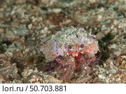 Hermit crab, Gulen, Sweden. Стоковое фото, фотограф Morten Beier/Stocktrek Images / ТАСС / Фотобанк Лори
