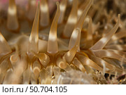 Sea anemone, Hamborgsund, Sweden. Стоковое фото, фотограф Morten Beier/Stocktrek Images / ТАСС / Фотобанк Лори