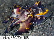 Pfeffer's flamboyant cuttlefish in the Lembeh Strait, Indonesia. Стоковое фото, фотограф Alessandro Cere/Stocktrek Images / ТАСС / Фотобанк Лори