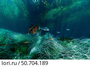 Kelp forest (macrocystis), Islas San Benito, Baja California, Mexico. Стоковое фото, фотограф Morten Beier/Stocktrek Images / ТАСС / Фотобанк Лори