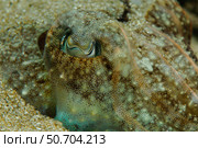 Cuttlefish close-up, Sesimbra, Portugal. Стоковое фото, фотограф Morten Beier/Stocktrek Images / ТАСС / Фотобанк Лори