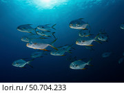 School of snubnose pompano, Maldives. Стоковое фото, фотограф Alessandro Cere/Stocktrek Images / ТАСС / Фотобанк Лори