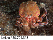 Hermit crab, Gulen, Sweden. Стоковое фото, фотограф Morten Beier/Stocktrek Images / ТАСС / Фотобанк Лори
