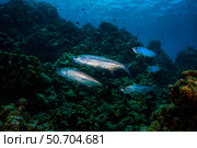 Tarpon pass by on a reef in Grand Cayman, Cayman Islands. Стоковое фото, фотограф Jennifer Idol/Stocktrek Images / ТАСС / Фотобанк Лори