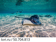 Southern stingrays on the sandbar in Grand Cayman, Cayman Islands. Стоковое фото, фотограф Jennifer Idol/Stocktrek Images / ТАСС / Фотобанк Лори
