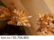 The well named minute filefish, Rudarius minutus, Mabul Island, Malaysia. Стоковое фото, фотограф David Fleetham/Stocktrek Images / ТАСС / Фотобанк Лори