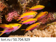 Group of female yellowback anthias, Pseudanthias evansi, Yap, Micronesia. Стоковое фото, фотограф David Fleetham/Stocktrek Images / ТАСС / Фотобанк Лори