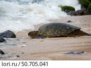 A green sea turtle, Chelonia mydas, makes it's way from the beach into the Pacific Ocean off Maui, Hawaii. Стоковое фото, фотограф David Fleetham/Stocktrek Images / ТАСС / Фотобанк Лори