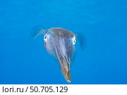 The Caribbean reef squid, Sepioteuthis sepioidea, in the Caribbean Sea. Стоковое фото, фотограф David Fleetham/Stocktrek Images / ТАСС / Фотобанк Лори