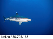 A silvertip shark (Carcharhinus albimarginatus) passes overhead, Socorro Island, Mexico. Стоковое фото, фотограф Brook Peterson/Stocktrek Images / ТАСС / Фотобанк Лори