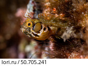 A male browncheek blenny (Acanthemblemaria crockeri), Sea of Cortez. Стоковое фото, фотограф Brook Peterson/Stocktrek Images / ТАСС / Фотобанк Лори