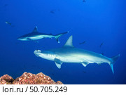 A scalloped hammerhead shark and silvertip reef shark over a reef in the Socorro Islands. Стоковое фото, фотограф Brook Peterson/Stocktrek Images / ТАСС / Фотобанк Лори