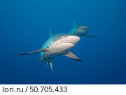 A pair of grey reef sharks, Carcharhinus amblyrhynchos, Yap, Micronesia. Стоковое фото, фотограф David Fleetham/Stocktrek Images / ТАСС / Фотобанк Лори