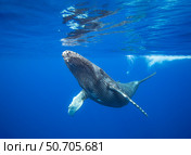 Humpback whale, Megaptera novaeangliae, underwater, Hawaii. Стоковое фото, фотограф David Fleetham/Stocktrek Images / ТАСС / Фотобанк Лори