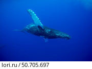 An underwater view of a humpback whale, Megaptera novaeangliae, Hawaii. Стоковое фото, фотограф David Fleetham/Stocktrek Images / ТАСС / Фотобанк Лори