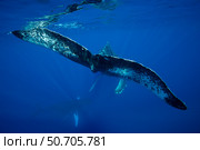An underwater view of the tail of a humpback whale, Megaptera novaeangliae, Hawaii. Стоковое фото, фотограф David Fleetham/Stocktrek Images / ТАСС / Фотобанк Лори