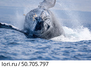 This breaching humpback whale, Megaptera novaeangliae, makes a large splash. Стоковое фото, фотограф David Fleetham/Stocktrek Images / ТАСС / Фотобанк Лори