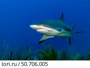 Gray reef shark (Carcharhinus amblyrhynchos) swimming over a reef in Cuba. Стоковое фото, фотограф Bruce Shafer/Stocktrek Images / ТАСС / Фотобанк Лори