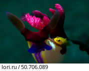 Yellow ghostgoby hitching a ride on a Nembrotha nudibranch Bruce Shafer/Stocktrek Images (2020 год). Стоковое фото, агентство ТАСС / Фотобанк Лори