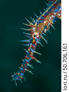 Head profile of an ornate ghost pipefish (Solenostomus paradoxus) Стоковое фото, фотограф Bruce Shafer/Stocktrek Images / ТАСС / Фотобанк Лори