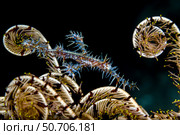 Ornate ghost pipefish (Solenostomus paradoxus) with crinoid, Indonesia. Стоковое фото, фотограф Bruce Shafer/Stocktrek Images / ТАСС / Фотобанк Лори