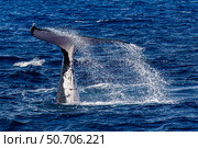 Humpback whale (Megaptera novaeangliae) calf tail slapping the water surface. Стоковое фото, фотограф Bruce Shafer/Stocktrek Images / ТАСС / Фотобанк Лори
