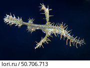 A colorful ornate ghost pipefish, Solenostomus paradoxus. Стоковое фото, фотограф Ethan Daniels/Stocktrek Images / ТАСС / Фотобанк Лори
