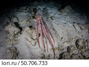 A starry night octopus, Callistoctopus luteus, searches for prey on a reef at night. Стоковое фото, фотограф Ethan Daniels/Stocktrek Images / ТАСС / Фотобанк Лори