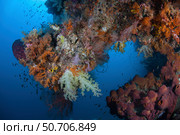 Vibrant soft corals, Dendronephthya sp., thrive in Raja Ampat, Indonesia. Стоковое фото, фотограф Ethan Daniels/Stocktrek Images / ТАСС / Фотобанк Лори