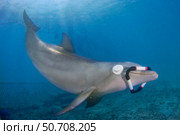 This Atlantic bottlenose dolphin, Tursiops truncatus, in training using only echolocation. Стоковое фото, фотограф David Fleetham/Stocktrek Images / ТАСС / Фотобанк Лори