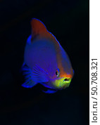 Head-on portrait of purple anthias (Pseudanthias tuka) Стоковое фото, фотограф Mathieu Meur/Stocktrek Images / ТАСС / Фотобанк Лори