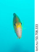 Portrait of a golden damselfish (Amblyglyphidodon aureus) Стоковое фото, фотограф Mathieu Meur/Stocktrek Images / ТАСС / Фотобанк Лори