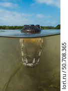 Over-under image of a saltwater crocodile (Crocodylus porosus) with mouth open. Стоковое фото, фотограф Mathieu Meur/Stocktrek Images / ТАСС / Фотобанк Лори