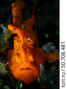 Orange painted frogfish (Antennarius pictus), Bali, Indonesia. Стоковое фото, фотограф Mathieu Meur/Stocktrek Images / ТАСС / Фотобанк Лори