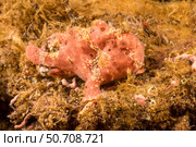 Painted frogfish, Antennarius pictus, off Dumaguete, Philippines. Стоковое фото, фотограф David Fleetham/Stocktrek Images / ТАСС / Фотобанк Лори