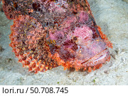 Scorpionfish, Scorpaenopsis oxycephala, Philippines. Стоковое фото, фотограф David Fleetham/Stocktrek Images / ТАСС / Фотобанк Лори