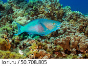 The terminal or final phase of a bullethead parrotfish, Chlorurus spilurus, Hawaii. Стоковое фото, фотограф David Fleetham/Stocktrek Images / ТАСС / Фотобанк Лори