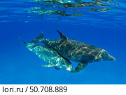 A pair of Atlantic bottlenose dolphins, Tursiops truncatus, in the Bahama Banks. Стоковое фото, фотограф David Fleetham/Stocktrek Images / ТАСС / Фотобанк Лори