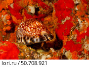 A reticulated cowry, Cypraea maculifera, also referred to as the blotched cowry, Hawaii. Стоковое фото, фотограф David Fleetham/Stocktrek Images / ТАСС / Фотобанк Лори