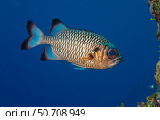 A shadowfin soldierfish, Myripristis adusta, Yap, Micronesia. Стоковое фото, фотограф David Fleetham/Stocktrek Images / ТАСС / Фотобанк Лори