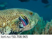A map puffer, Arothron mappa, getting it's gills inspected by a cleaner wrasse, Labroides dimidiatus, Philippines. Стоковое фото, фотограф David Fleetham/Stocktrek Images / ТАСС / Фотобанк Лори