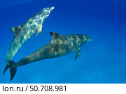 A pair of Atlantic bottlenose dolphins, Tursiops truncatus, in the Bahama Banks. Стоковое фото, фотограф David Fleetham/Stocktrek Images / ТАСС / Фотобанк Лори