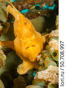 A warty frogfish, Antennarius maculatus, between to types of tunicates, Philippines. Стоковое фото, фотограф David Fleetham/Stocktrek Images / ТАСС / Фотобанк Лори